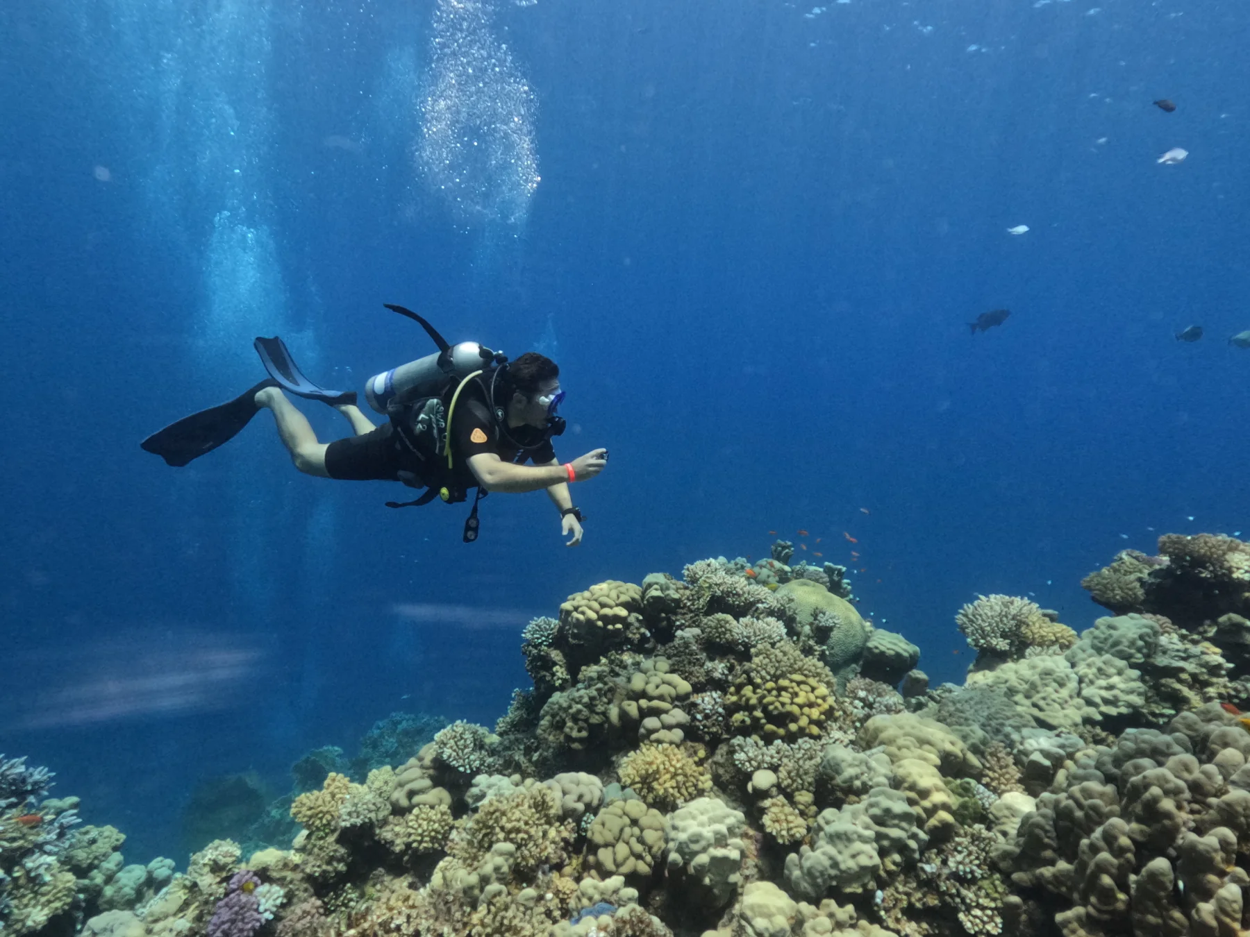 Scuba diving above a coral reef.