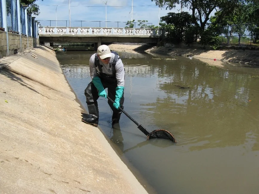 Field sampling with a net in an urban aquatic system.